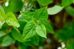 Deutzia scabra 'Pride of Rochester' - 40-50 CM C3 - image 2