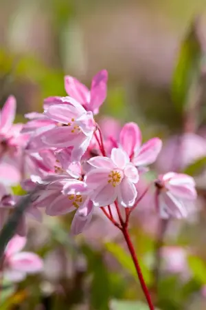 Deutzia 'Yuki Cherry Blossom'? - 30-40 CM C3 - image 3