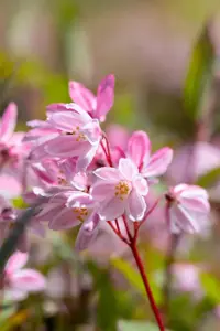 Deutzia 'Yuki Cherry Blossom'? - 5-8 BR. - image 3