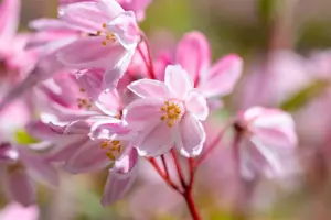 Deutzia 'Yuki Cherry Blossom'? - 30-40 CM C3 - image 4