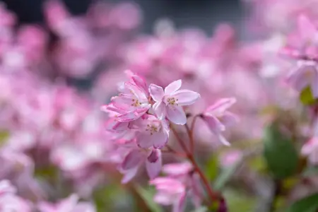 Deutzia 'Yuki Cherry Blossom'? - 3-5 SH - image 2