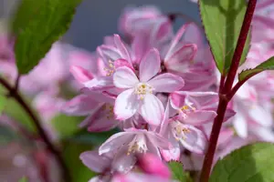 Deutzia 'Yuki Cherry Blossom'? - 3-5 SH - image 5