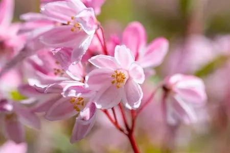 DEUTZIA YUKI CHERRY BLOSSOM 3L - image 4