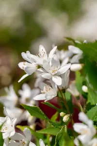 Deutzia 'Yuki Snowflake'? - 3 Ltr pot - image 2