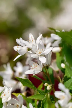 Deutzia 'Yuki Snowflake'? - 5-8 BR. - image 2
