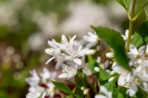 Deutzia 'Yuki Snowflake'? - 3 Ltr pot - image 5