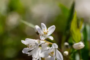 Deutzia 'Yuki Snowflake'? - 3 Ltr pot - image 3