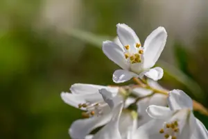 Deutzia 'Yuki Snowflake'? - 3 Ltr pot - image 4