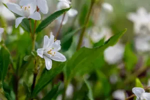 Deutzia 'Yuki Snowflake'? - 3 Ltr pot - image 5