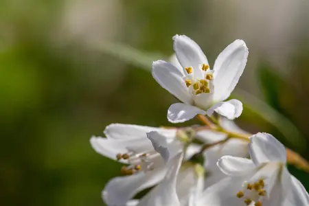 Deutzia 'Yuki Snowflake'? - 30-40 CM C7.5 - image 4