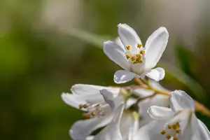 DEUTZIA YUKI SNOWFLAKE 3L - image 4