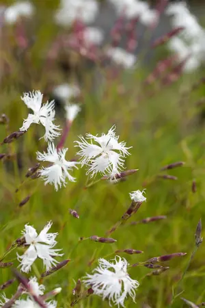 Dianthus arenarius - P9 - image 3