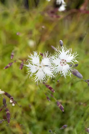 Dianthus arenarius - P9 - image 4