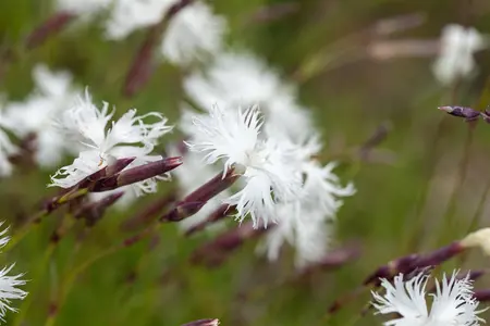 Dianthus arenarius - P9 - image 2