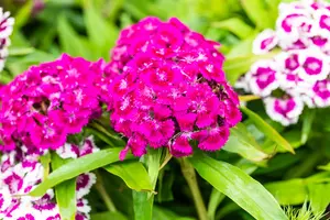 Dianthus barb. 'Barbarini Purple'