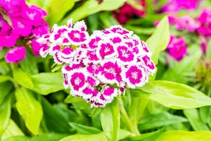 Dianthus barb. 'Barbarini Purple Picotee'