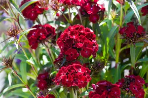 Dianthus barb. 'Barbarini Red'