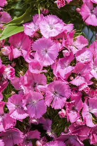 Dianthus barbatus - 2 Ltr pot - image 3