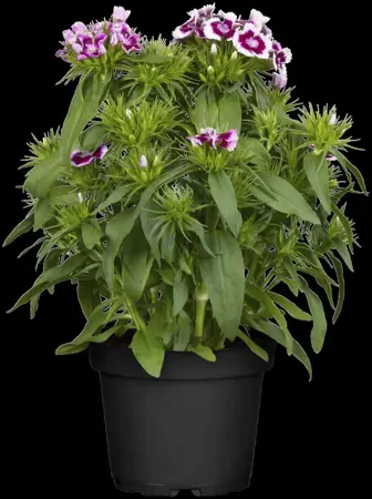 Dianthus barbatus - P11 - image 5
