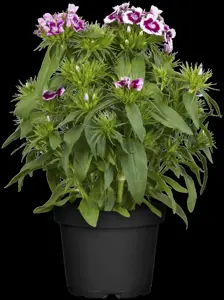 Dianthus barbatus - P11 - image 5