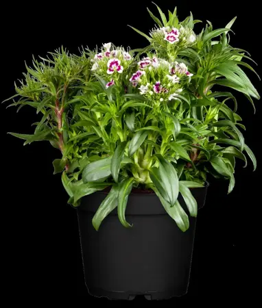 Dianthus barbatus - P11 - image 4