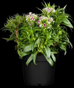 Dianthus barbatus - P11 - image 4