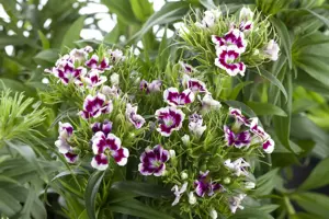 Dianthus barbatus - P11 - image 2