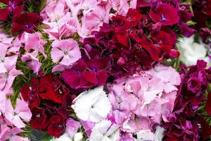 Dianthus barbatus - 2 Ltr pot - image 4