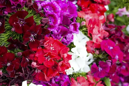 Dianthus barbatus - 2 Ltr pot - image 5