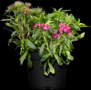 Dianthus barbatus - P11 - image 3