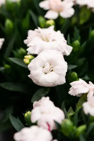 Dianthus car. Code 'White' - P11