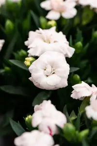 Dianthus car. Code 'White'