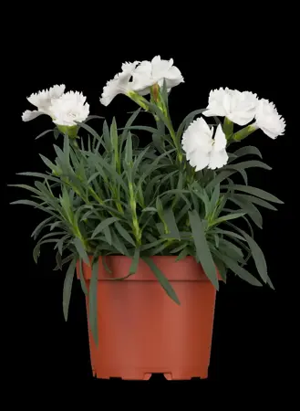 Dianthus car. 'Dinette' - P11 - image 1