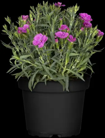 Dianthus car. 'Peman' - P11 - image 4