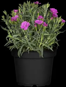 Dianthus car. 'Peman' - P11 - image 4