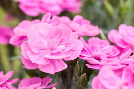 Dianthus car. 'Peman' - P11 - image 1