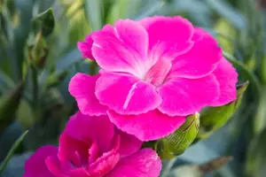 Dianthus car. 'Peman' - P11 - image 3