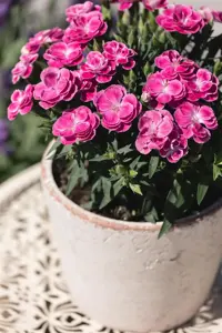 Dianthus car. 'Peman Fancy Cerise' - P11 - image 5