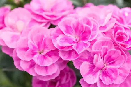 Dianthus car. 'Peman Fancy Cerise' - P11 - image 2