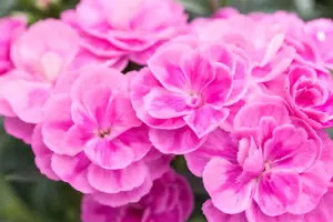 Dianthus car. 'Peman Fancy Cerise' - P11 - image 2