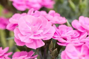 Dianthus car. 'Peman Violet'