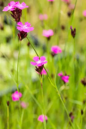 Dianthus carthusianorum - PLUG/CELGROWN 70 CEL TRAY - image 3