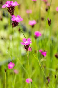 Dianthus carthusianorum - 2 Ltr pot - image 3