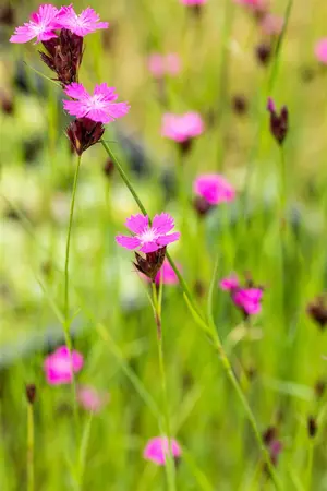 Dianthus carthusianorum - P11 - image 3