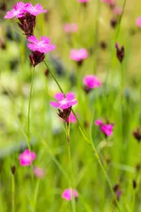 Dianthus carthusianorum - P11 - image 3