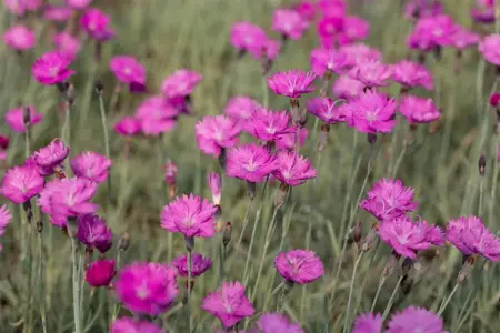 Dianthus carthusianorum - PLUG/CELGROWN 70 CEL TRAY - image 1