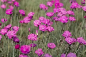 Dianthus carthusianorum