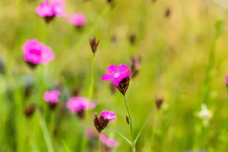 Dianthus carthusianorum - P11 - image 2