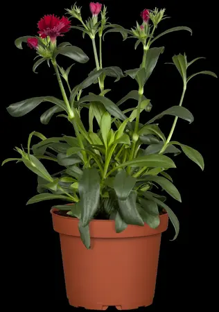 Dianthus chin. 'Corona White' - P13 - image 3
