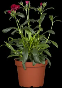 Dianthus chin. 'Corona White' - P13 - image 3